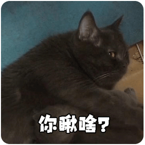 猫,萌宠,可爱,日常,表情包