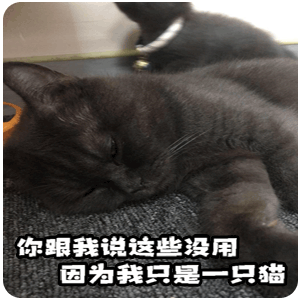 猫,萌宠,可爱,日常,表情包