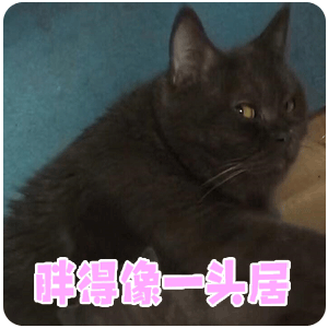 猫,萌宠,可爱,日常,表情包