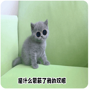 猫,萌宠,可爱,日常,表情包