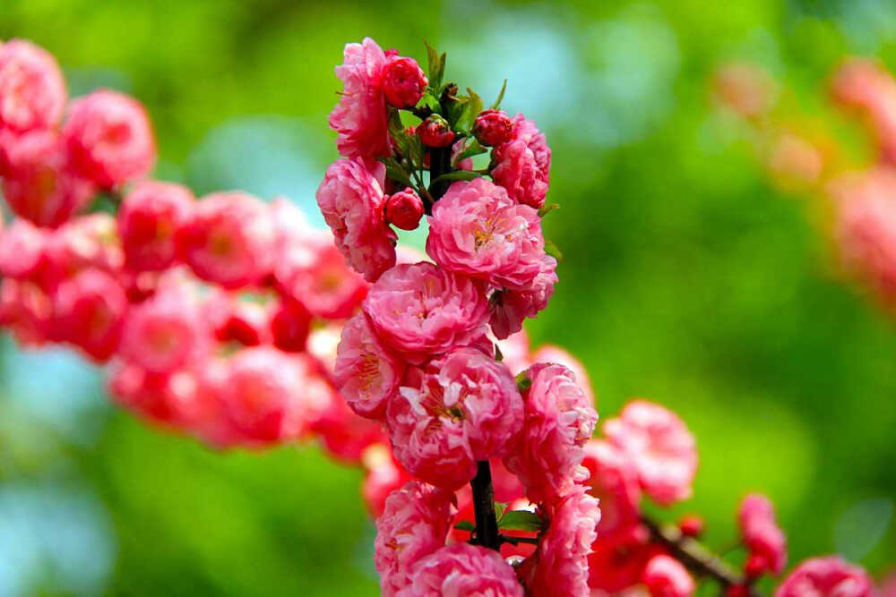 榆叶梅 花期4-5月