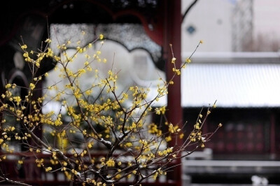 我有一壶酒，足以慰风尘；星野莲花落，明灯雪夜生。 ?