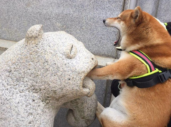 这只柴犬的爪子放进石像的嘴里，结果它的表情像是很痛苦的样子大叫，这浮夸柴表情我给满分.... 丨摄影师 ​