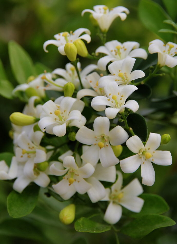 九里香 花期4-8月