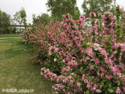 锦带花 花期4-6月