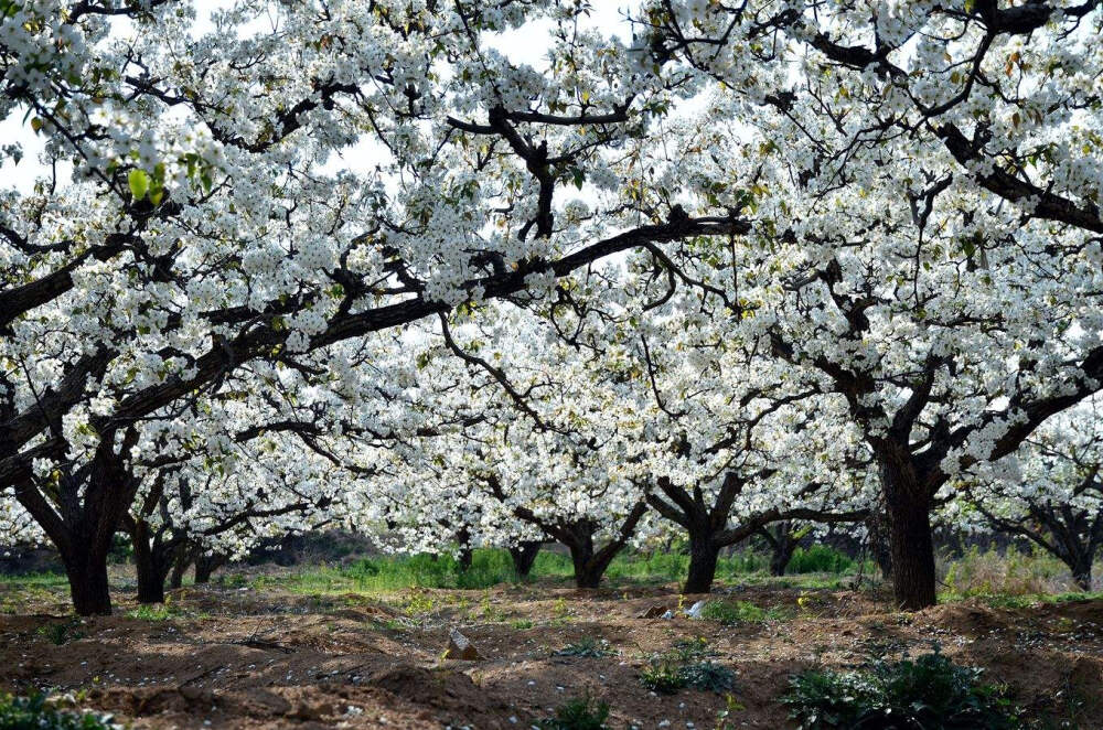 梨花 花期3-5月 果期9月