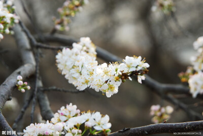 李花 花期4-5月 果期7-8月