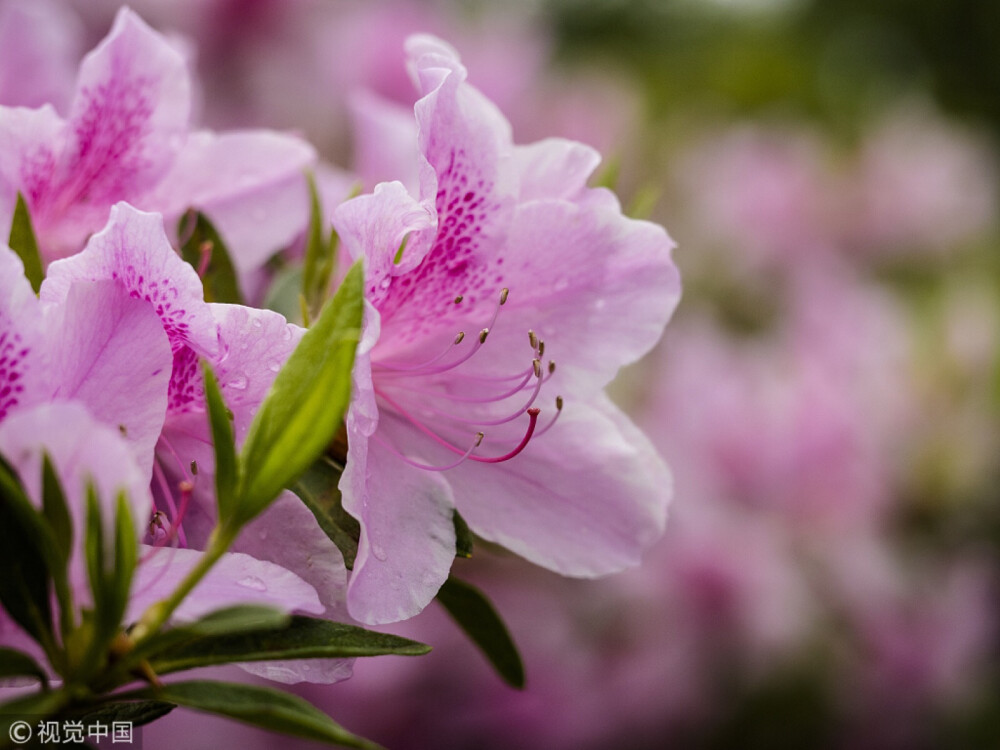 花卉