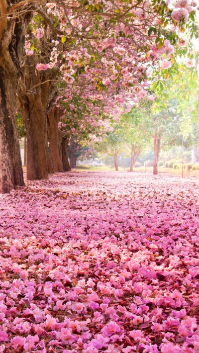 樱花壁纸