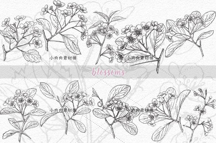 手绘黑白素描植物花卉枝干临摹装饰画图片素材临摹素材24