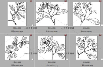 手绘黑白素描植物花卉枝干临摹装饰画图片素材临摹素材24