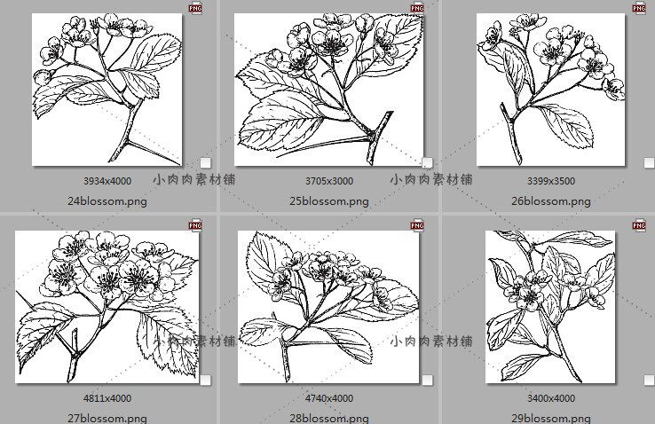 手绘黑白素描植物花卉枝干临摹装饰画图片素材临摹素材24