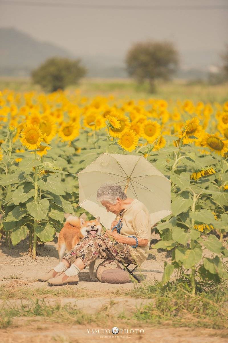 奶奶和柴犬