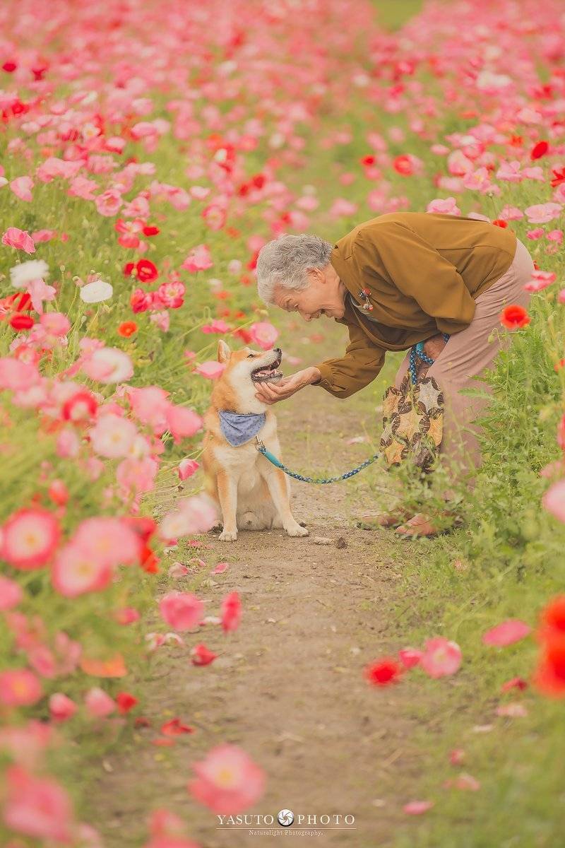 奶奶和柴犬