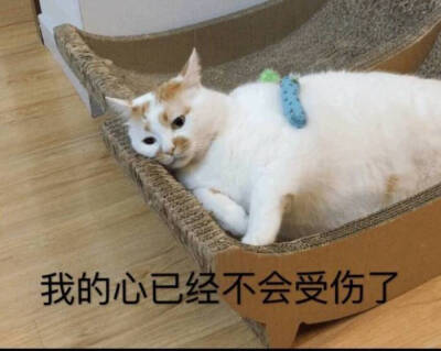 楼楼