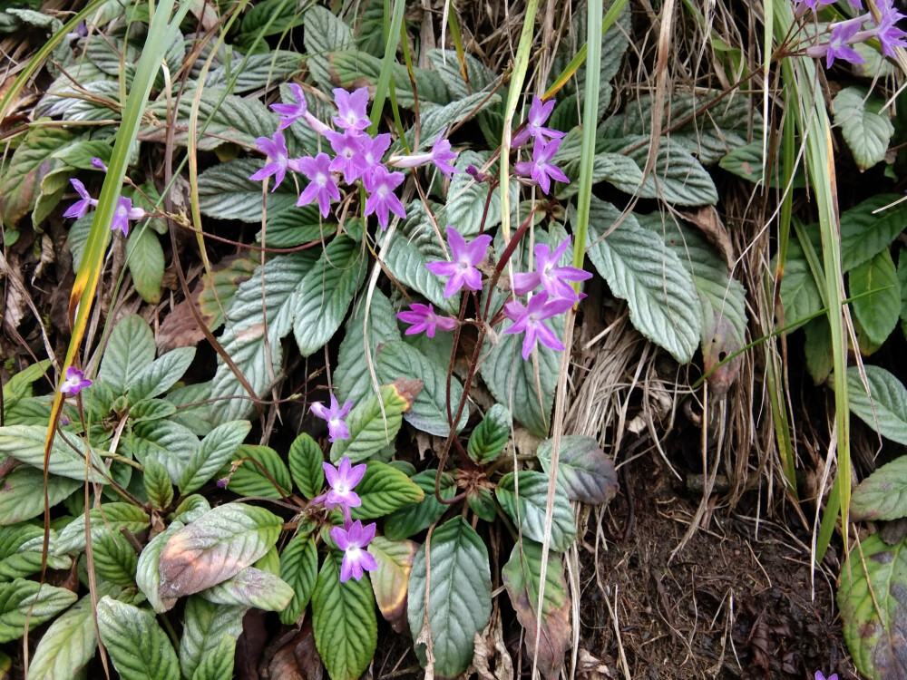 小紫花