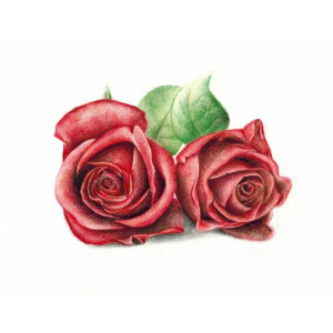 【彩铅手绘】红玫瑰   作者:@铅与铅寻feng