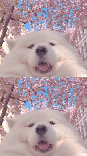 众人皆苦，我是菠萝味的