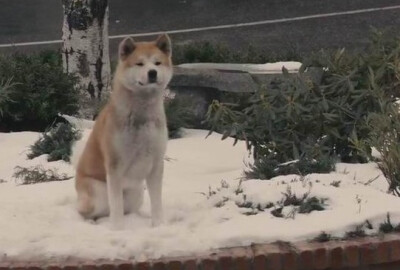 《忠犬八公的故事》：永远都不能忘记你所爱的人