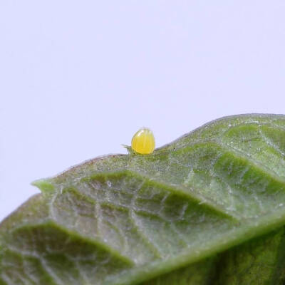 八目丝蛱蝶，在国内仅分布于海南以及云南南部。成虫雌雄异型，是十分具有辨识度的蝴蝶。雌蝶翅面通常呈淡黄色，并伴有模糊的淡褐色线纹；雄蝶翅面灰褐色，前后翅中部贯通一白色宽带；雌雄蝶翅亚外缘均有一列眼状纹；…