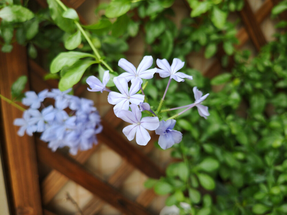 花花草草