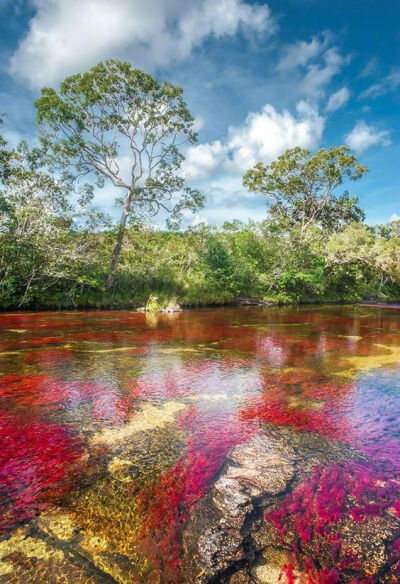 上帝的调色板——Cano Cristales，位于哥伦比亚北部。里面生长的海藻会随着季节变幻出不同的颜色，呈现出了这样多彩绚丽的颜色。#新学期去哪high# ​