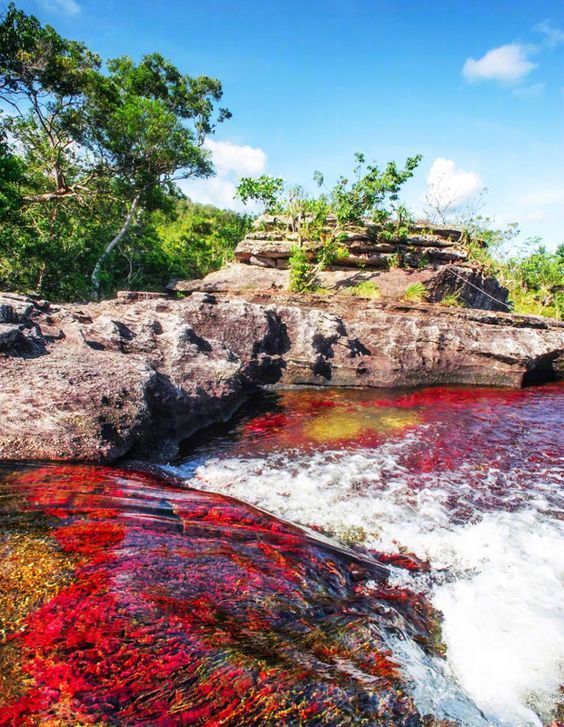 上帝的调色板——Cano Cristales，位于哥伦比亚北部。里面生长的海藻会随着季节变幻出不同的颜色，呈现出了这样多彩绚丽的颜色。#新学期去哪high# ​