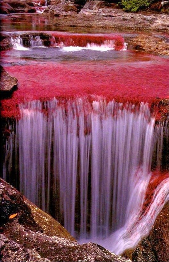 上帝的调色板——Cano Cristales，位于哥伦比亚北部。里面生长的海藻会随着季节变幻出不同的颜色，呈现出了这样多彩绚丽的颜色。#新学期去哪high# ​