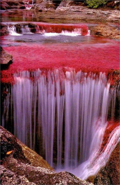 上帝的调色板——Cano Cristales，位于哥伦比亚北部。里面生长的海藻会随着季节变幻出不同的颜色，呈现出了这样多彩绚丽的颜色。#新学期去哪high# ​