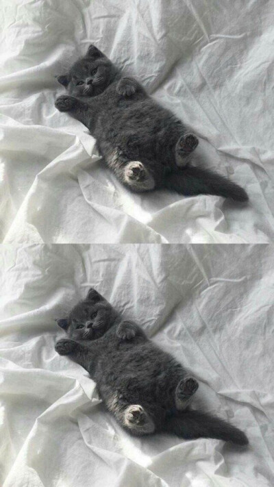 把对你的喜欢酿成酒
隔壁的小孩都馋哭了
百里外的猫都醉了
♡
“可以在深夜的街道狂奔
也可以在寂静的深巷烂醉
关于流浪与远方的一切我都不要了
就连你 我也不要了” ​​​