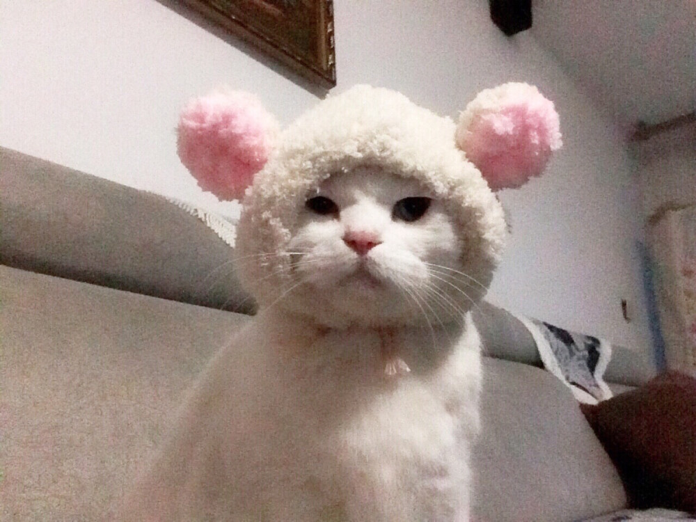 猫咪头像