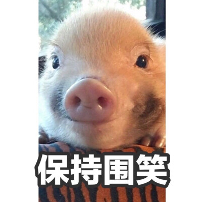 猪猪猪猪猪猪猪