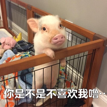 猪猪猪猪猪猪猪猪