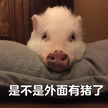 猪猪猪猪猪猪猪猪猪