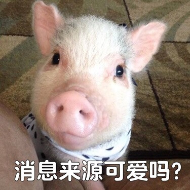 猪猪猪猪猪猪猪猪猪