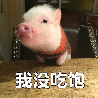 猪猪猪猪猪猪猪猪猪猪