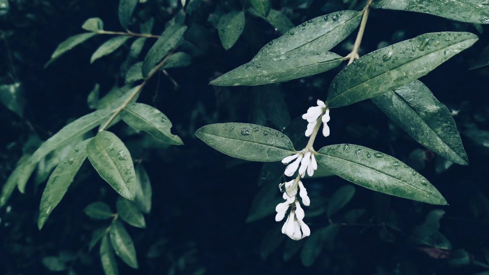 雨后