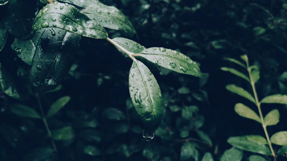 雨后