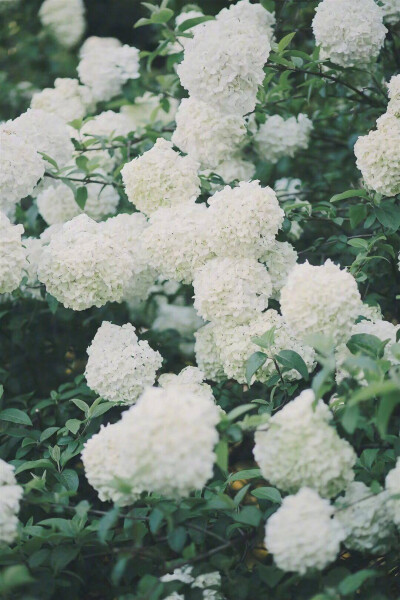 紫阳花