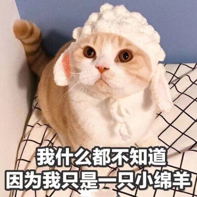 猫咪7.0