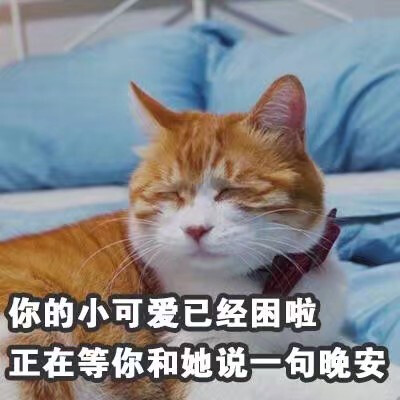 猫咪7.0