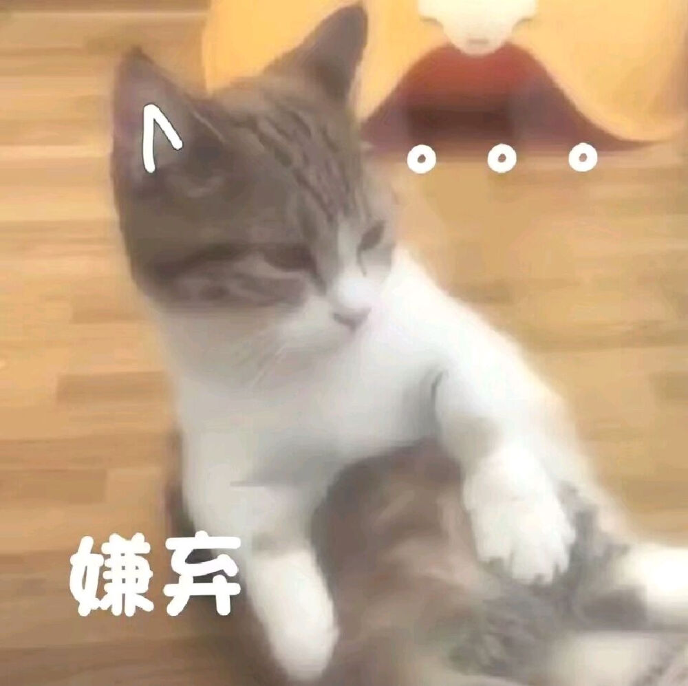 猫咪8.0