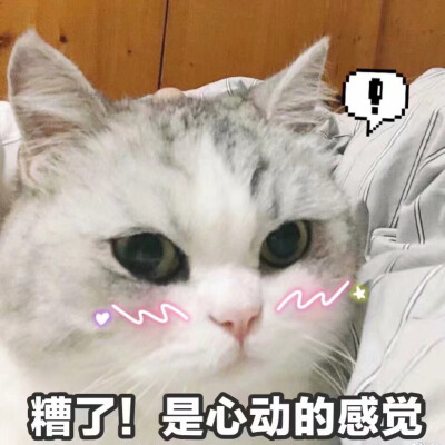 猫咪8.0