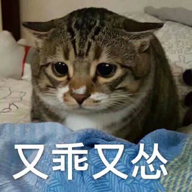 猫咪8.0