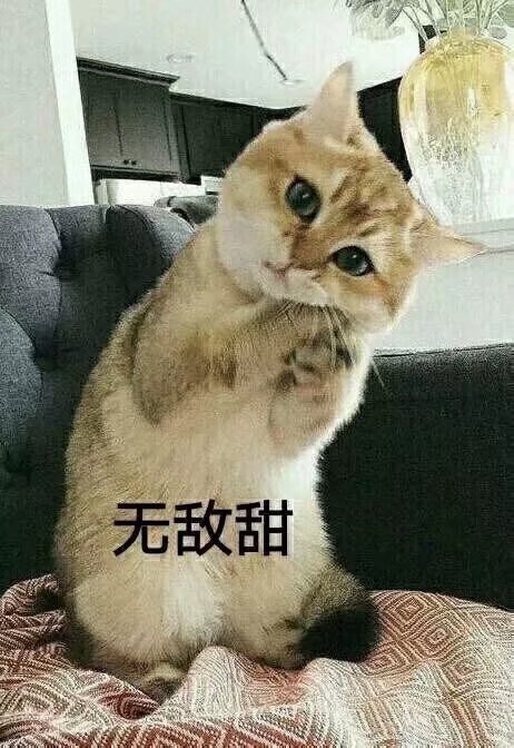 猫咪8.0