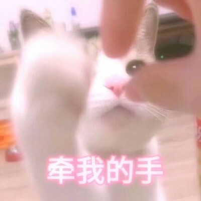 猫咪8.0