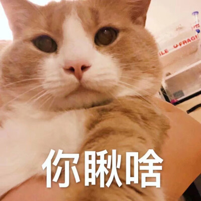 猫咪8.0