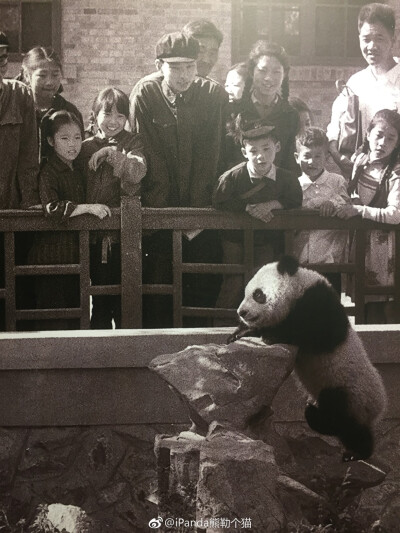 熊猫老照片
