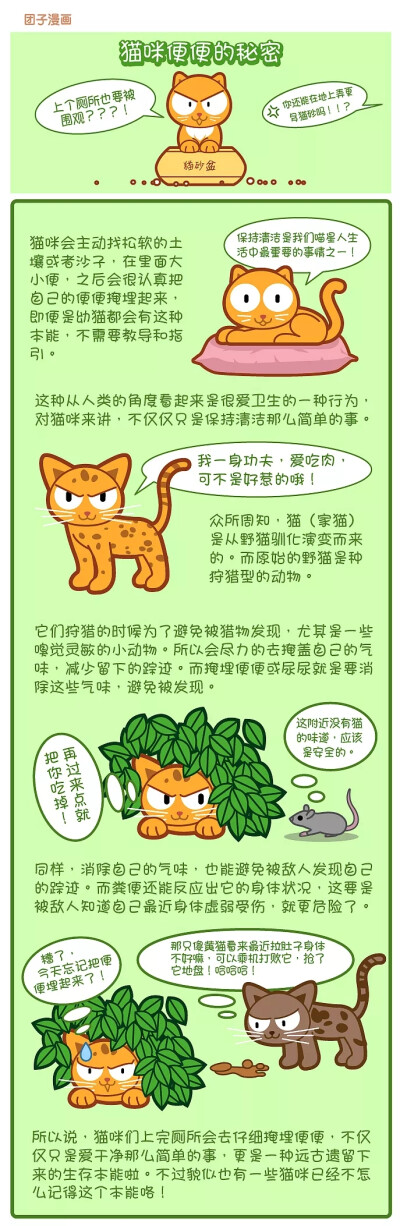 猫咪便便的秘密 ~ 宠物常识漫画_ 团子宠物