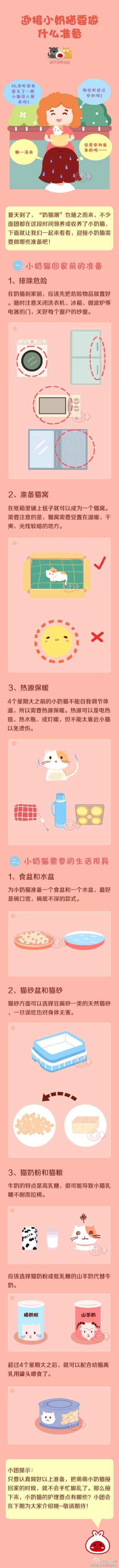 迎接小奶猫要做什么准备 ~ 宠物常识漫画_ 团子宠物